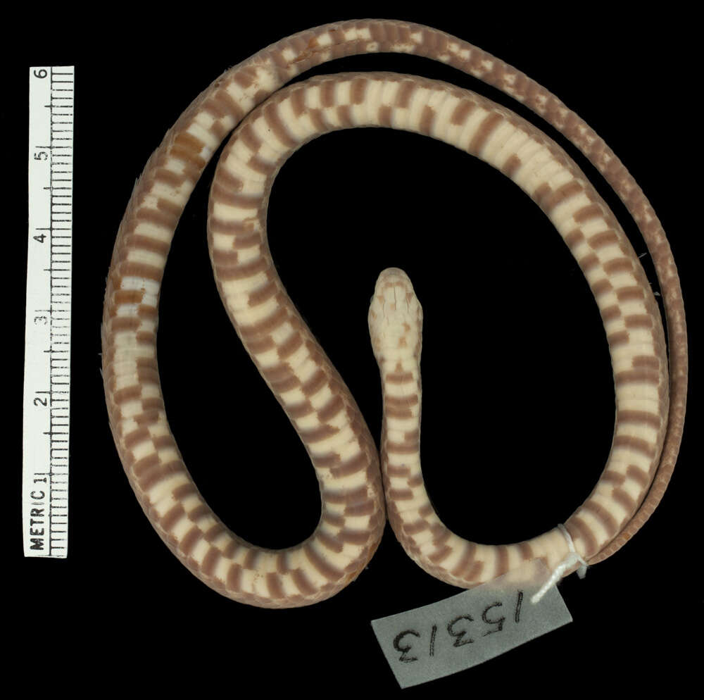 Image of Cope's Coffee Snake