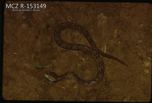 Image of Hognosed Pit Viper