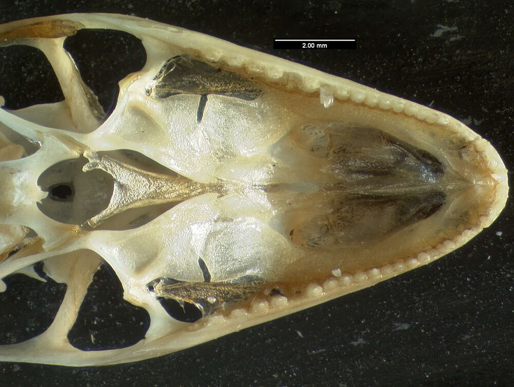 Image of Anolis cybotes cybotes Cope 1862