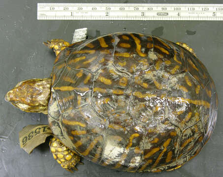 Image of Ornate box turtle