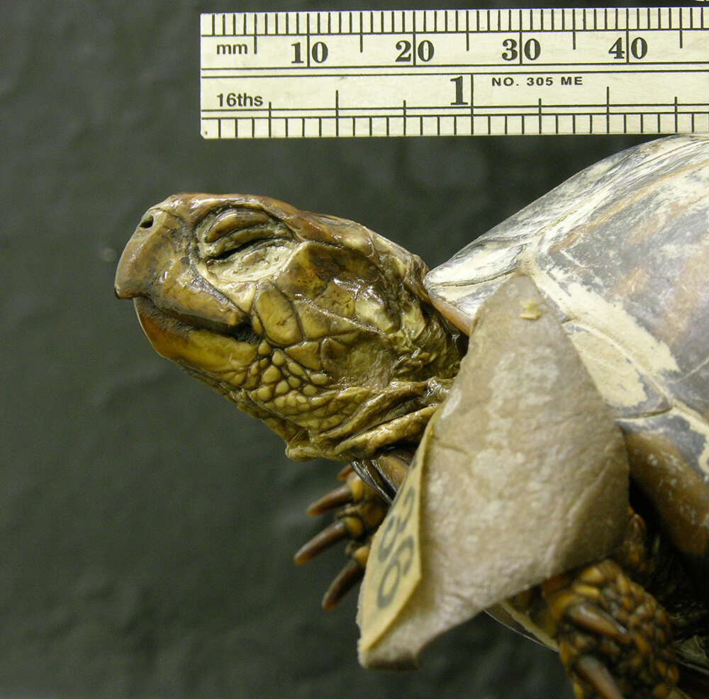 Image of Ornate box turtle