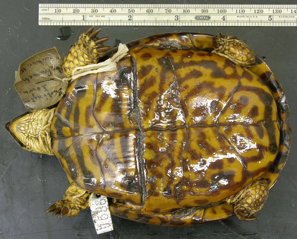 Image of Ornate box turtle