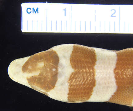 Image of Diploglossus fasciatus (Gray 1831)