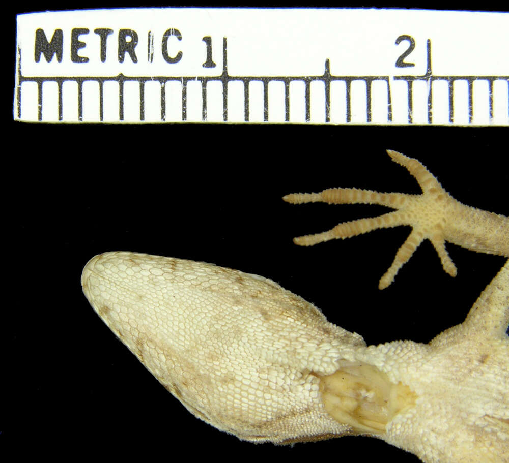 Image of Roof Anole