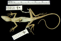 Image of Roof Anole