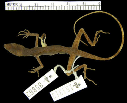 Image of Roof Anole