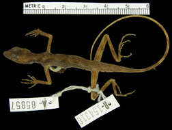 Image of Roof Anole