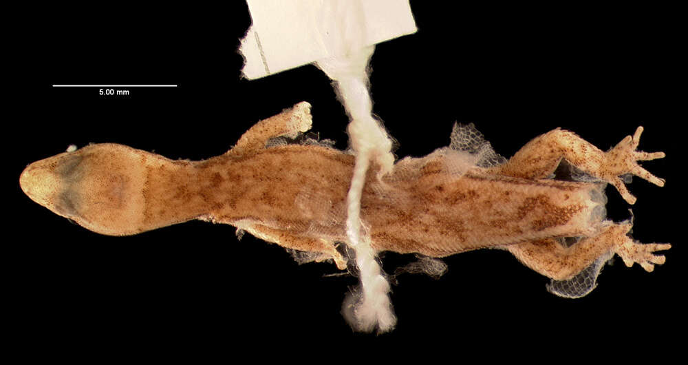 Image of Lepidoblepharis miyatai Lamar 1985