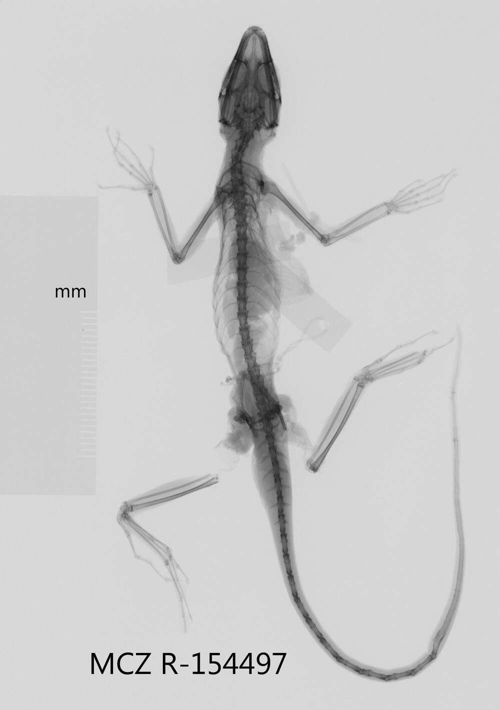 Image of Eugene's Anole