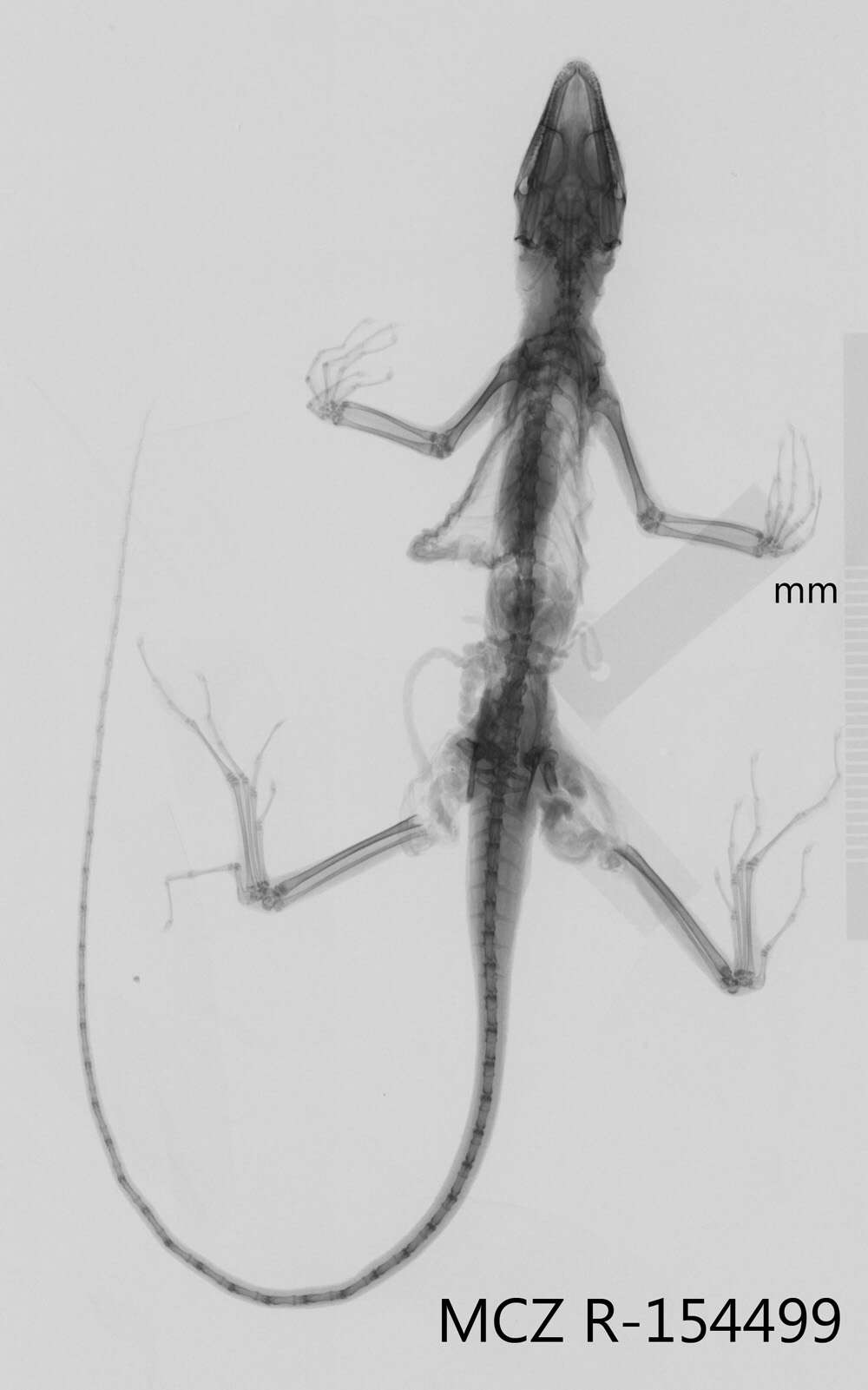 Image of Eugene's Anole