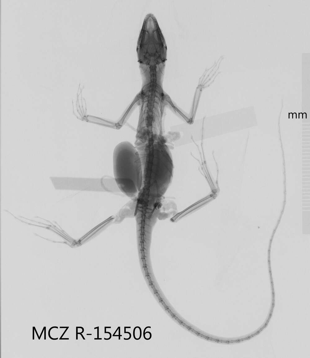 Image of Eugene's Anole