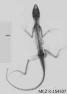 Image of Eugene's Anole