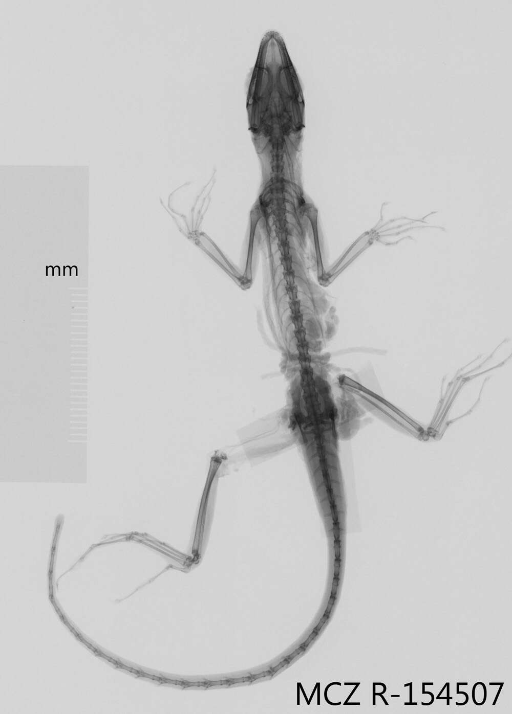 Image of Eugene's Anole