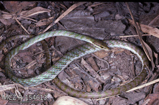 Image of Leptophis ahaetulla occidentalis (Günther 1859)