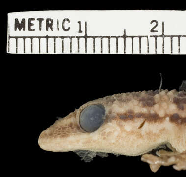 Phyllodactylus wirshingi sommeri Schwartz 1979 resmi