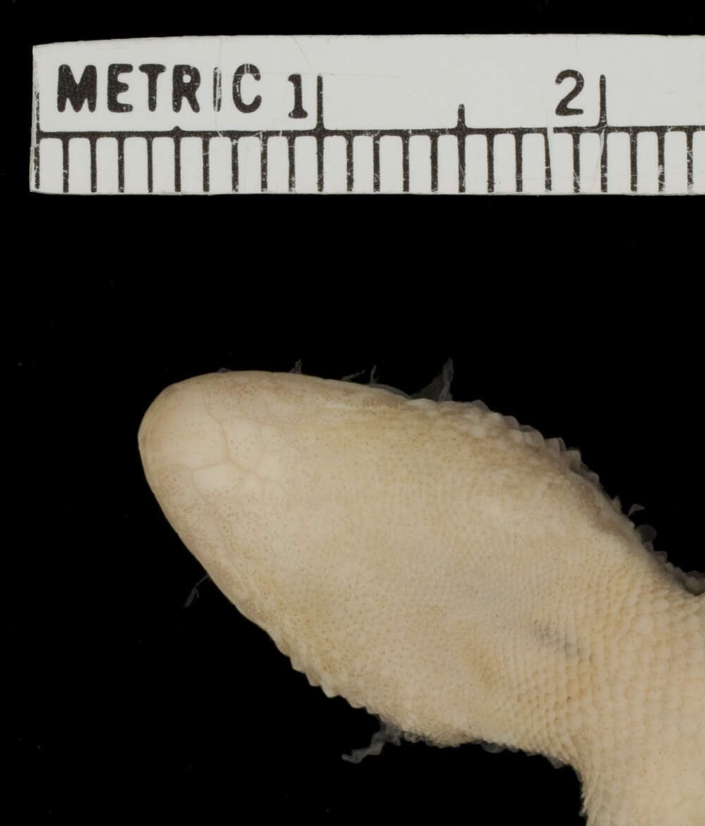 Image of Phyllodactylus wirshingi sommeri Schwartz 1979
