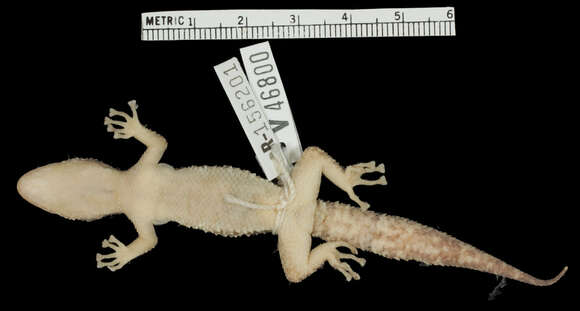 Phyllodactylus wirshingi sommeri Schwartz 1979 resmi