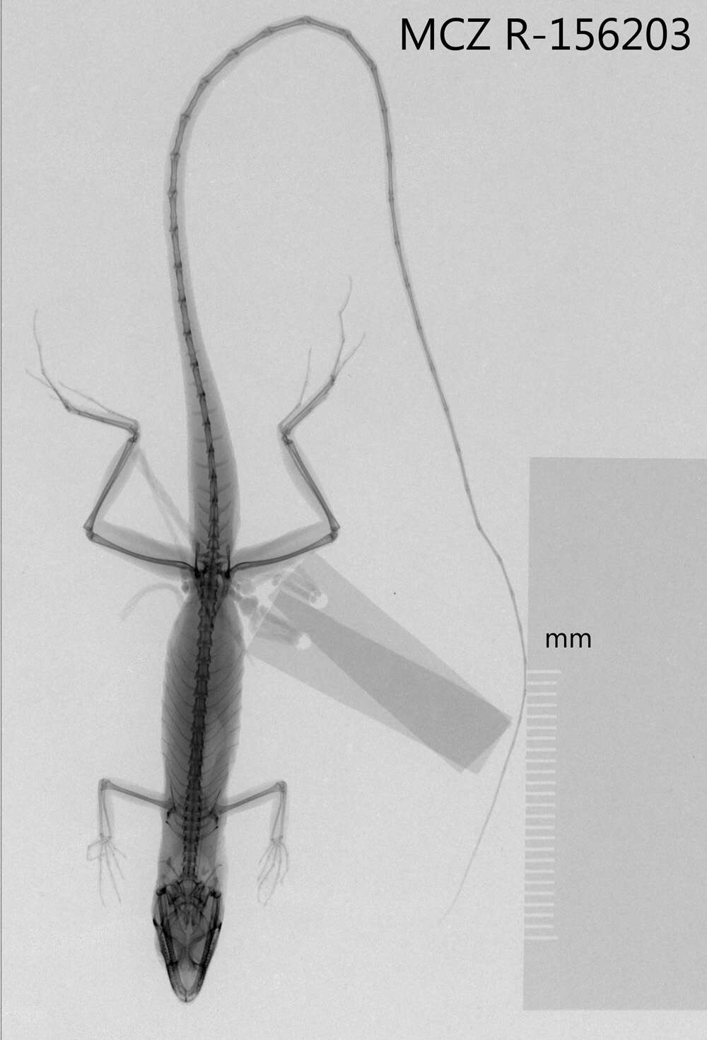 Sivun Anolis olssoni extentus Schwartz 1981 kuva