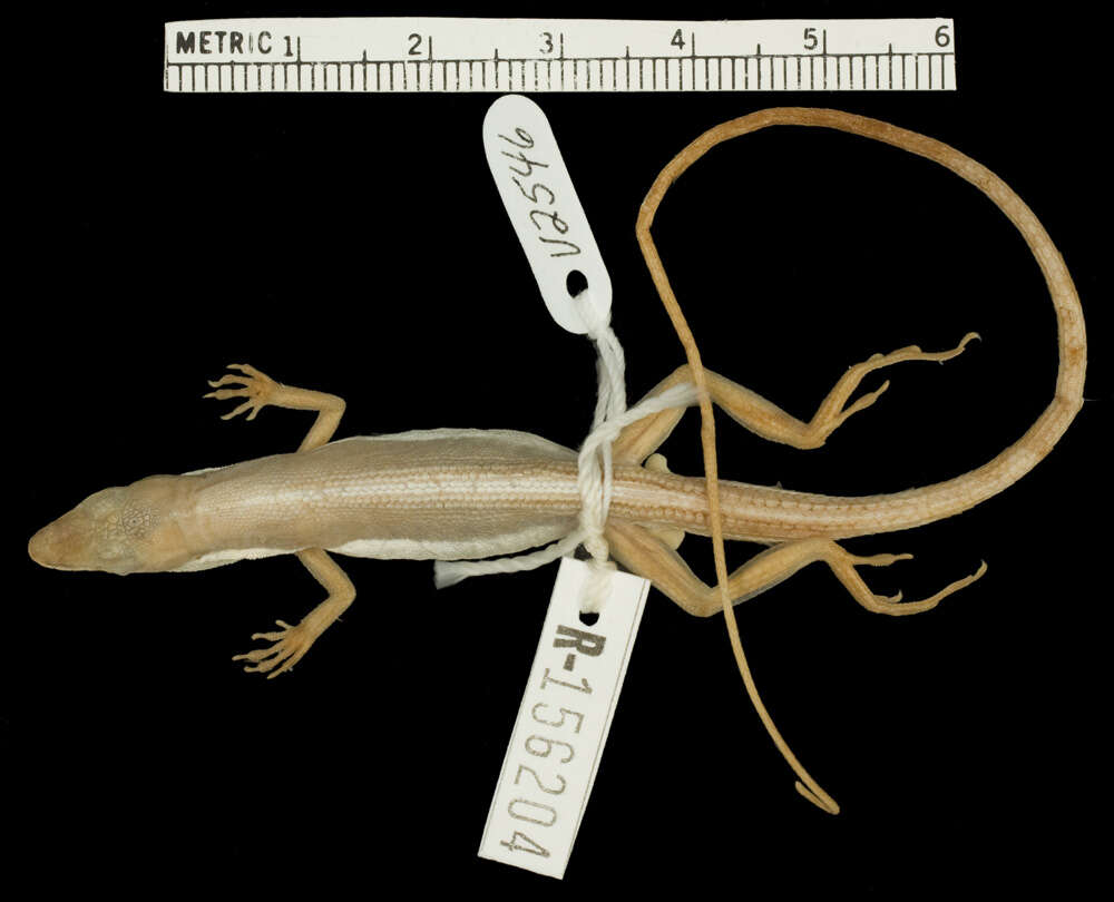 Image of Anolis olssoni palloris Schwartz 1981