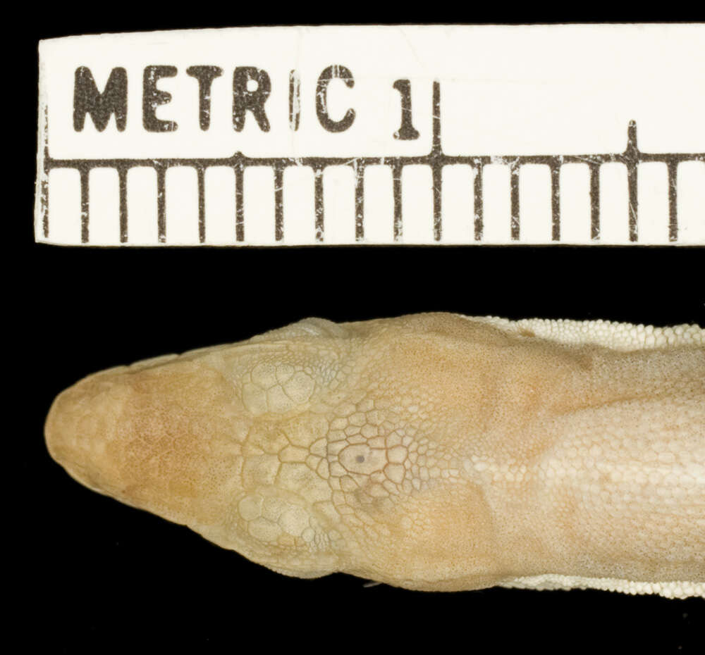 Image of Anolis olssoni palloris Schwartz 1981