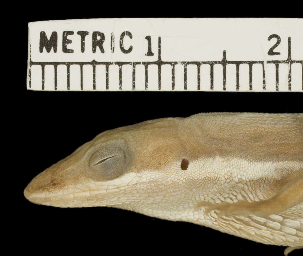 Image of Anolis olssoni palloris Schwartz 1981