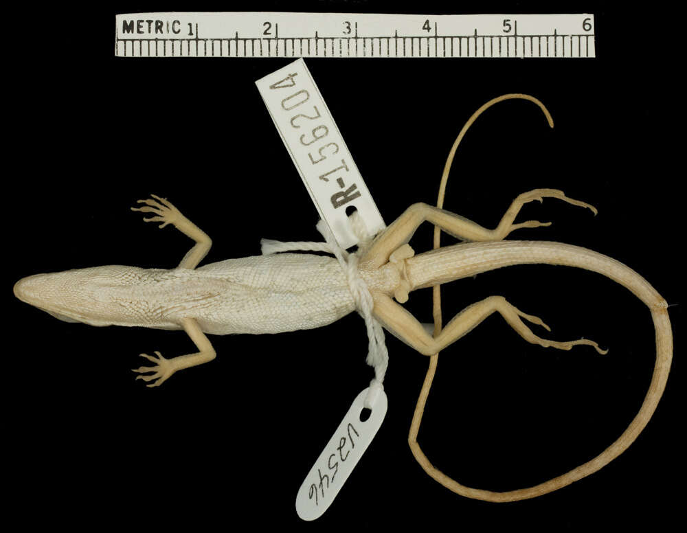 Image of Anolis olssoni palloris Schwartz 1981