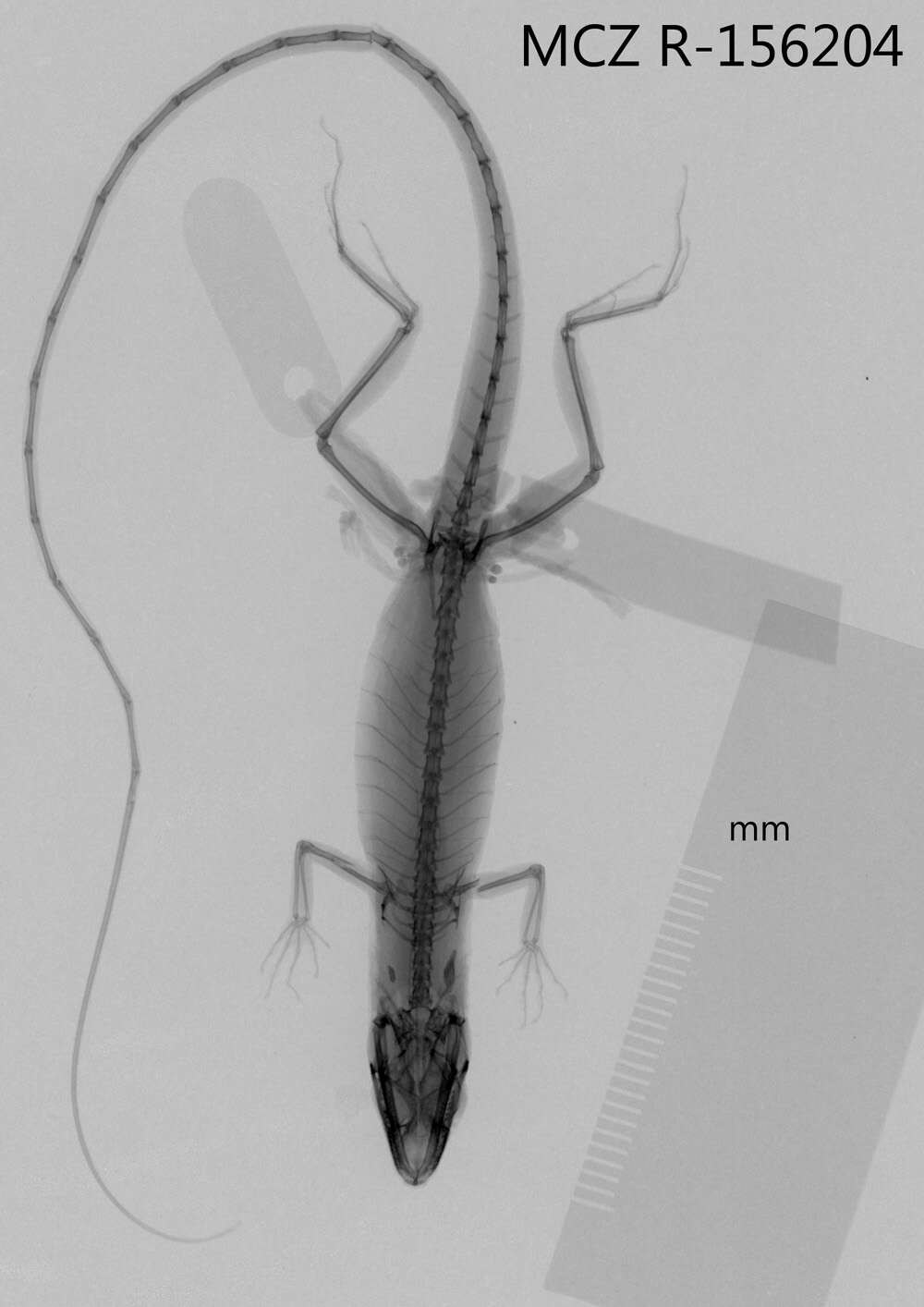 Sivun Anolis olssoni palloris Schwartz 1981 kuva