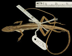 Image of Anolis olssoni montivagus Schwartz 1981