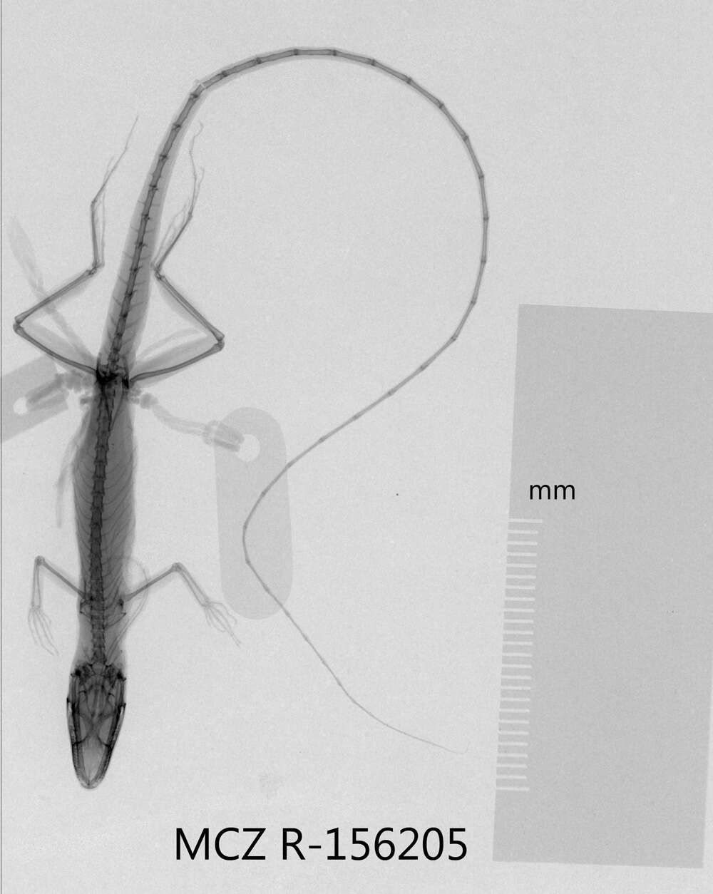 Image of Anolis olssoni montivagus Schwartz 1981