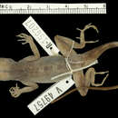 Image of Whiteman's Anole