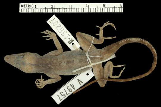 Anolis breslini Schwartz 1980的圖片