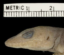 Image of Whiteman's Anole