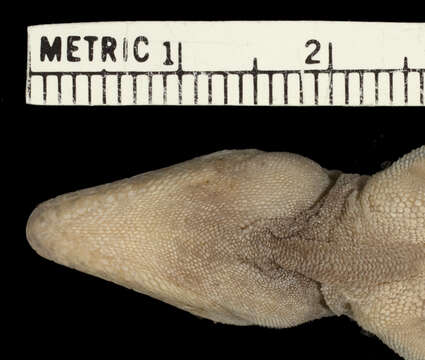 Image of Whiteman's Anole