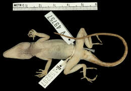 Image of Whiteman's Anole