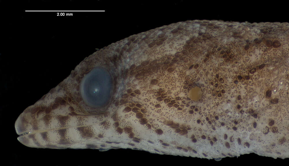 Слика од Sphaerodactylus altavelensis lucioi Thomas & Schwartz 1983