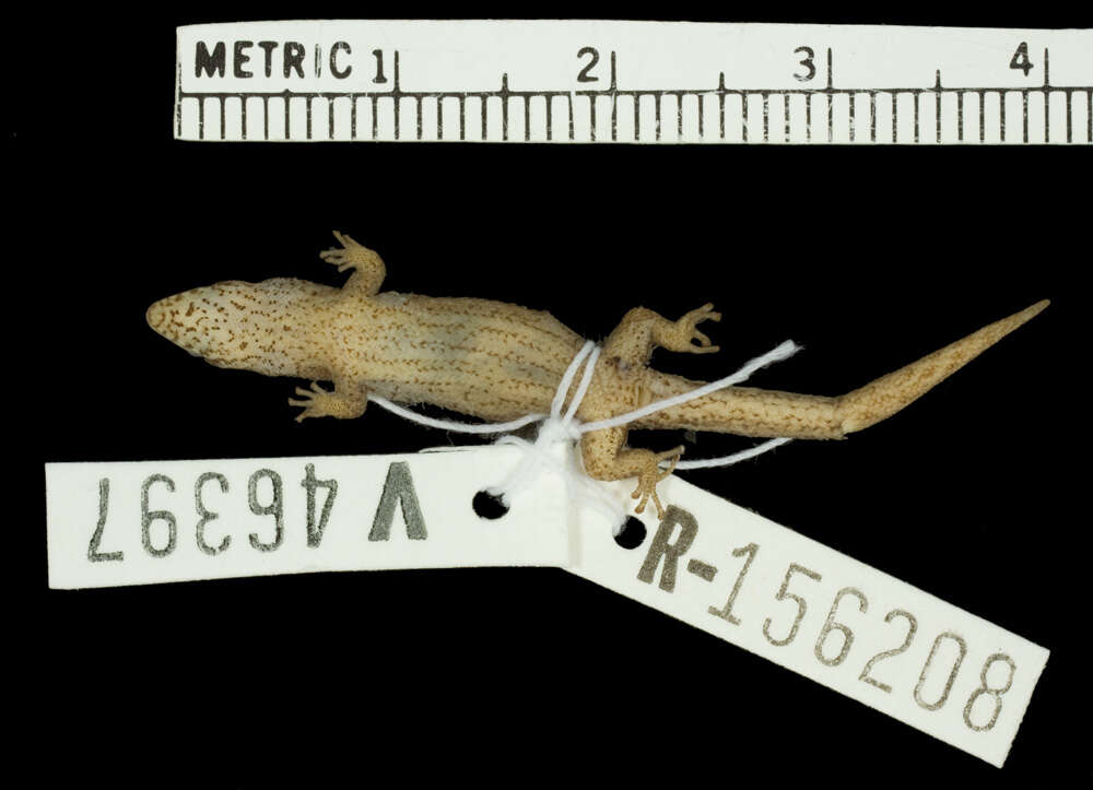 Image of Sphaerodactylus altavelensis lucioi Thomas & Schwartz 1983