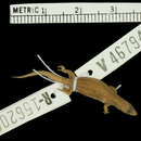 Image of Williams' Least Gecko