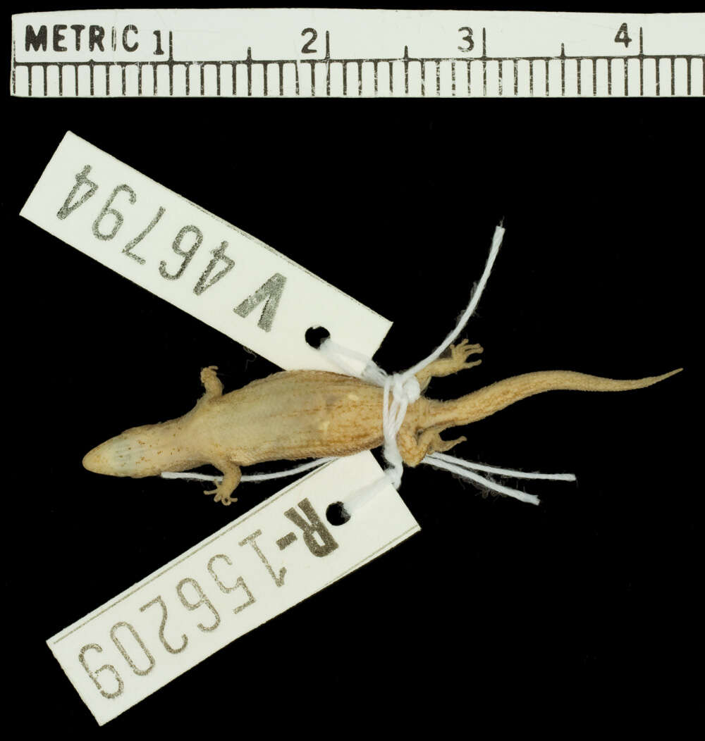 Image of Williams' Least Gecko