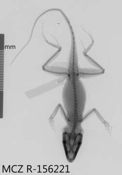 Image of Anolis cybotes ravifaux Schwartz & Henderson 1982