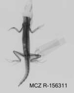 Image of Santa Marta Anole