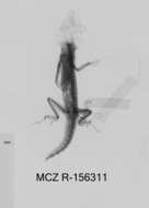 Image of Santa Marta Anole