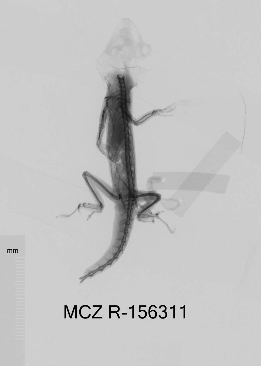 Image of Santa Marta Anole