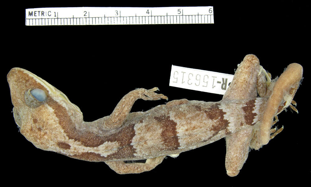 Image of Guadalcanal Bow-fingered Gecko