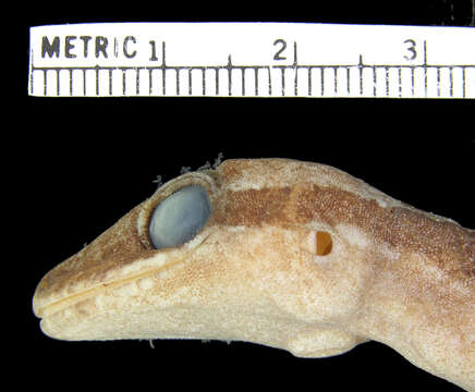 Image of Guadalcanal Bow-fingered Gecko