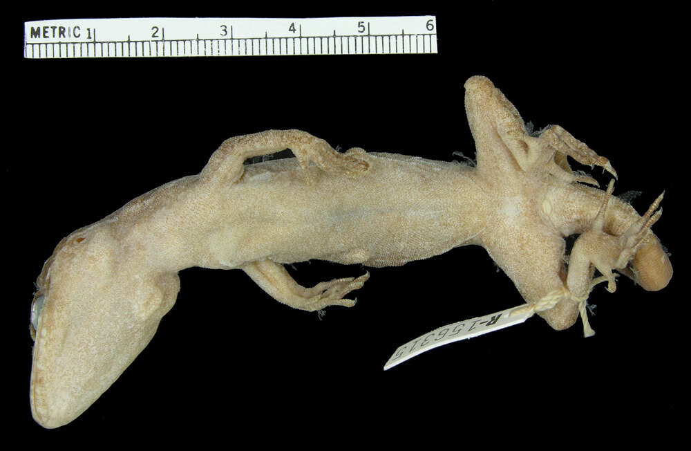 Image of Guadalcanal Bow-fingered Gecko