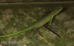 Image of Boulenger's Green Anole