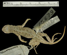 Image of Bleached Earless Lizard