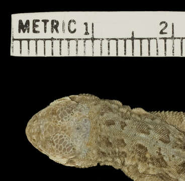 Image of Bleached Earless Lizard