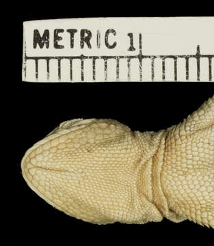 Image of Bleached Earless Lizard