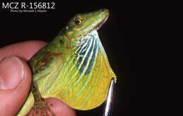 Image of Andes  Anole